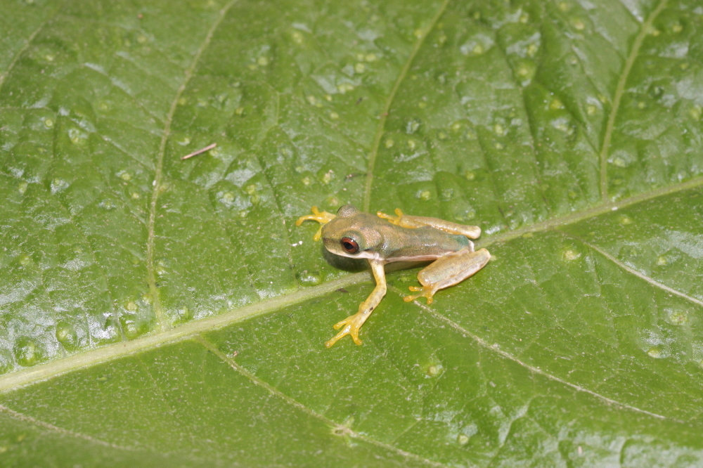 Image of Duellmanohyla schmidtorum (Stuart 1954)