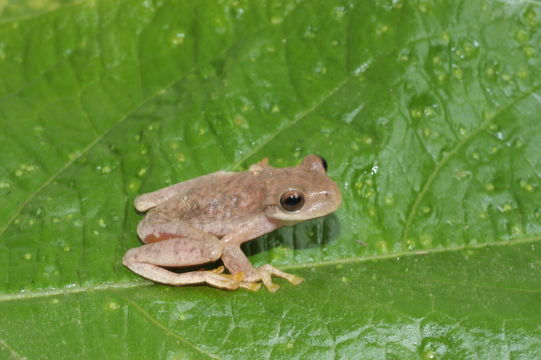 Image of Ptychohyla euthysanota (Kellogg 1928)