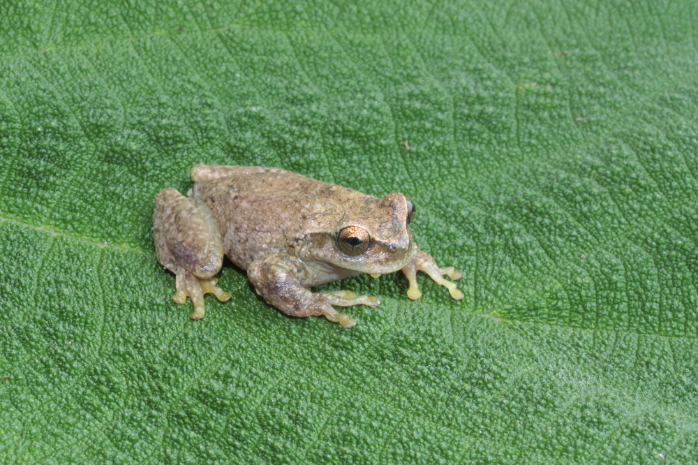 Imagem de Plectrohyla sagorum Hartweg 1941