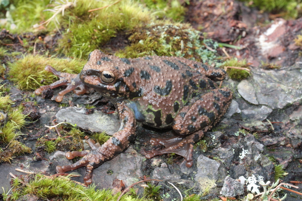 Image of Plectrohyla hartwegi Duellman 1968