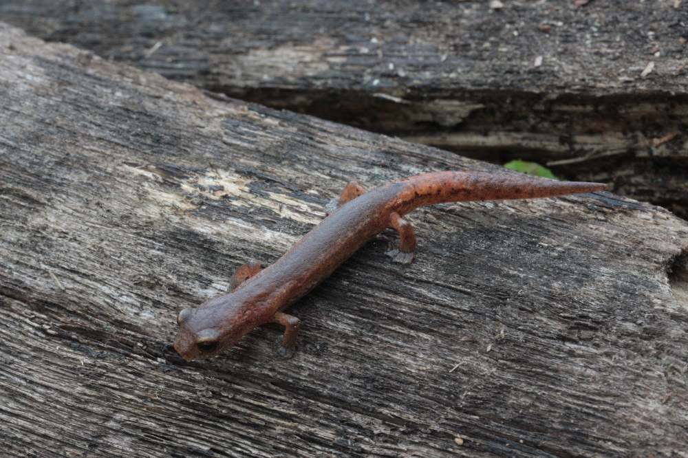 Image of Bolitoglossa hartwegi Wake & Brame 1969