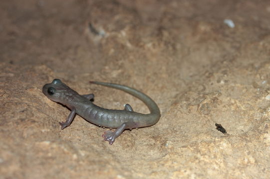 Image of Chiropterotriton magnipes Rabb 1965