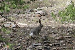 Image of White-tailed Jackrabbit