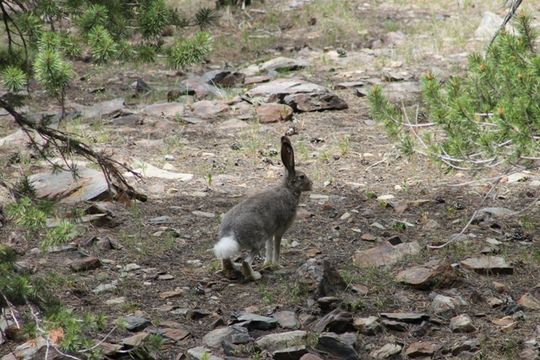 Imagem de Lepus townsendii Bachman 1839