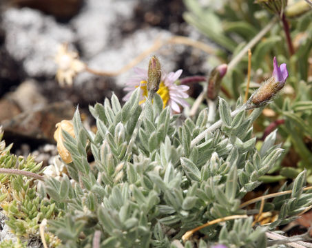 Sivun Oxytropis parryi A. Gray kuva