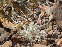 Sivun Oxytropis parryi A. Gray kuva