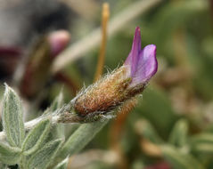 Sivun Oxytropis parryi A. Gray kuva