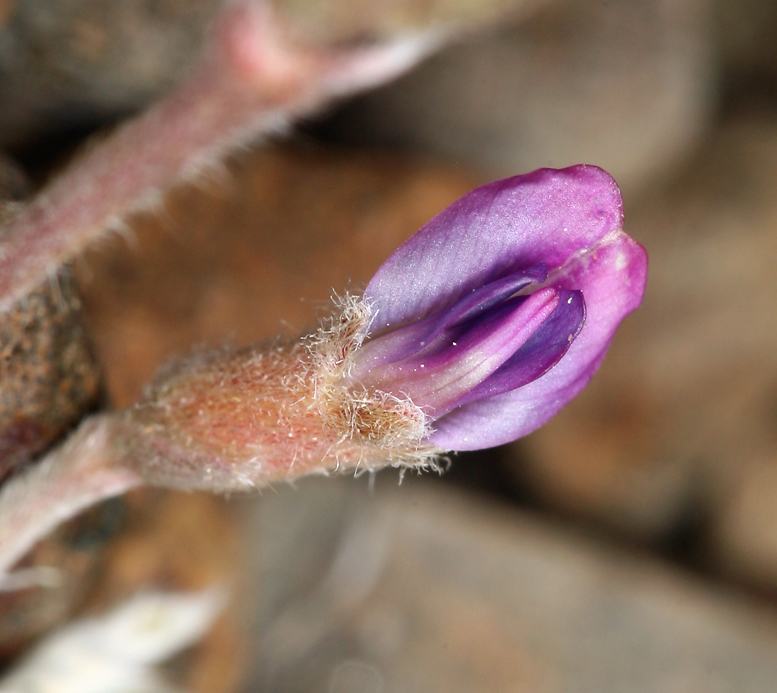 Sivun Oxytropis parryi A. Gray kuva