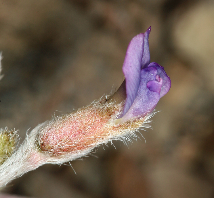 Sivun Oxytropis parryi A. Gray kuva