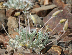 Sivun Oxytropis parryi A. Gray kuva