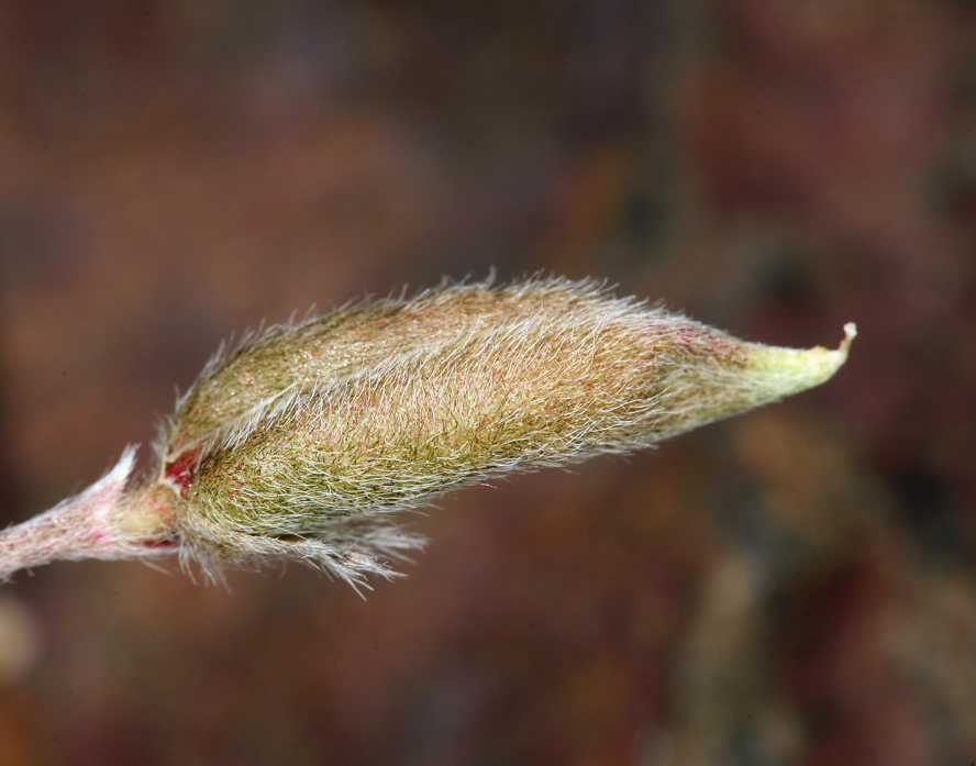 Sivun Oxytropis parryi A. Gray kuva