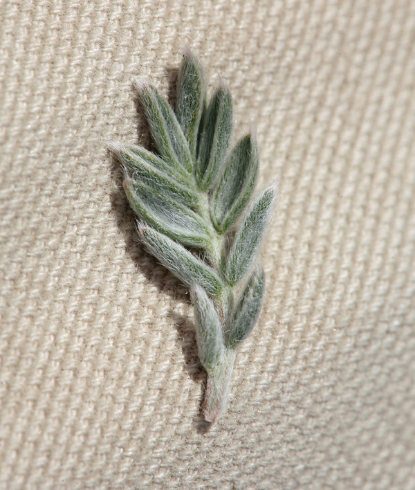 Sivun Oxytropis parryi A. Gray kuva