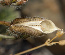 Sivun Oxytropis parryi A. Gray kuva