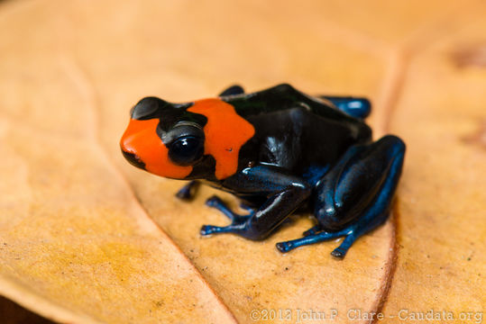 Image of Blessed Poison Frog