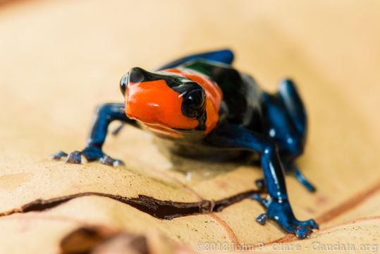 Image of Blessed Poison Frog