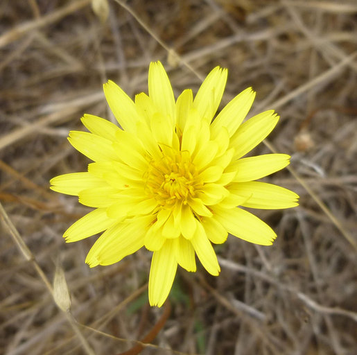 Image of Agoseris hirsuta (Hook.) Greene