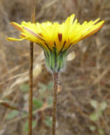 Image of Agoseris hirsuta (Hook.) Greene