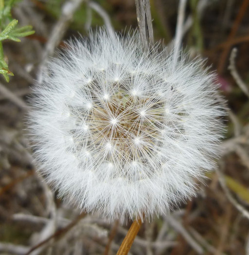 Image of Agoseris hirsuta (Hook.) Greene