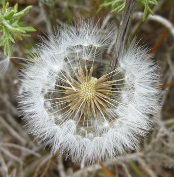 صورة Agoseris hirsuta (Hook.) Greene