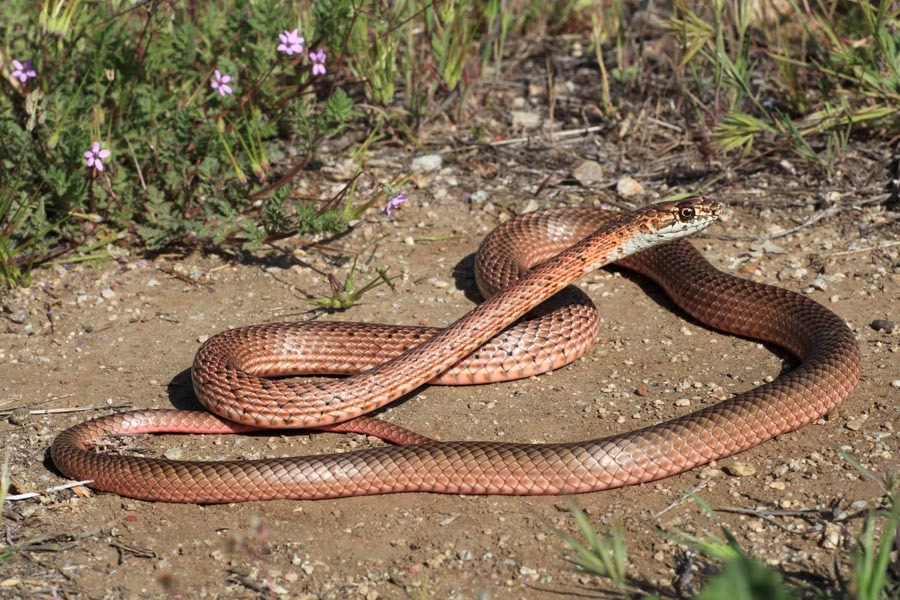 Imagem de <i>Masticophis flagellum ruddocki</i>