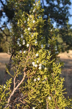 Sivun Juniperus californica Carrière kuva