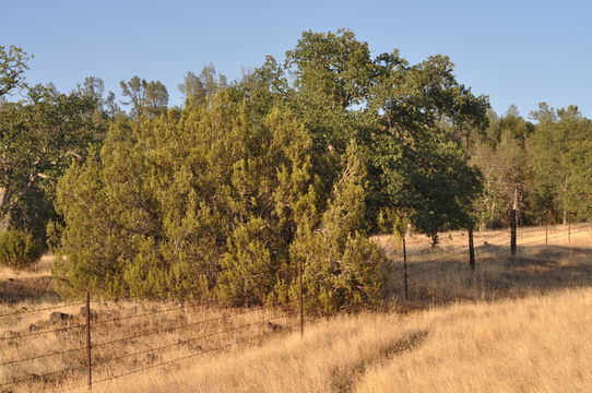 Imagem de Juniperus californica Carrière