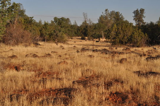 Imagem de Juniperus californica Carrière