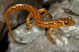 Image of Cave Salamander