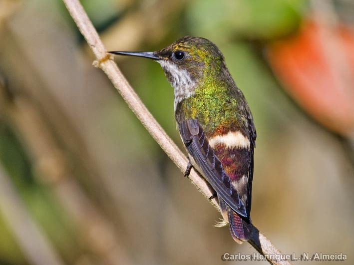 صورة Lophornis chalybeus (Temminck 1821)