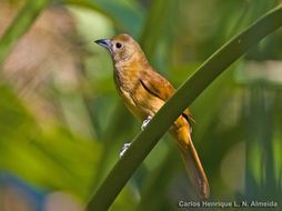 Image of Ruby-crowned Tanager