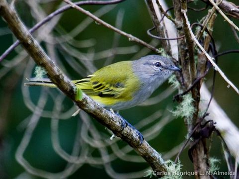 Image of Gray-capped Tyrannulet