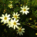 Image de Coreopsis verticillata L.