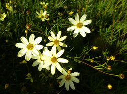 Image of whorled tickseed