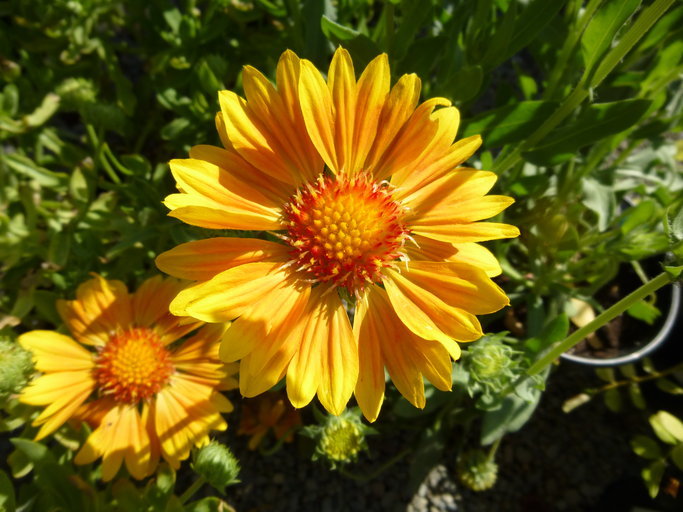 Plancia ëd Gaillardia aristata Pursh