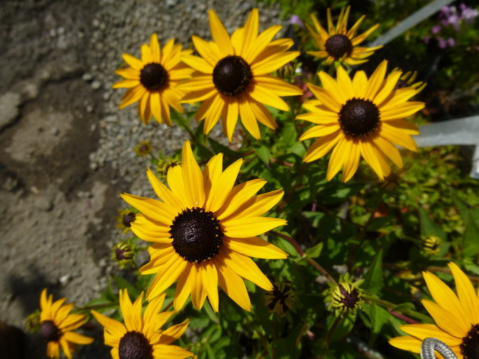 Image of orange coneflower