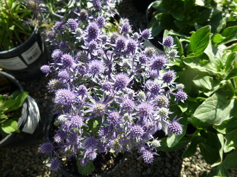 Image of plains eryngo