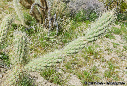 Image de Cylindropuntia ganderi (C. B. Wolf) Rebman & Pinkava