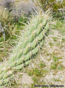 Image of Gander's buckhorn cholla