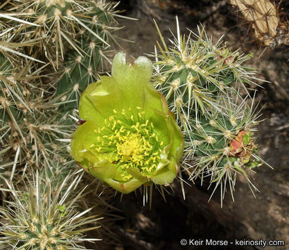 Image of Gander's buckhorn cholla