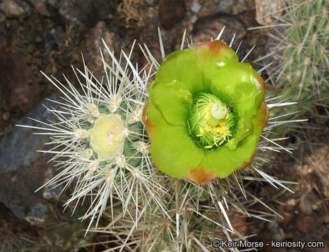 Image de Cylindropuntia ganderi (C. B. Wolf) Rebman & Pinkava