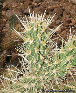 Image of Gander's buckhorn cholla