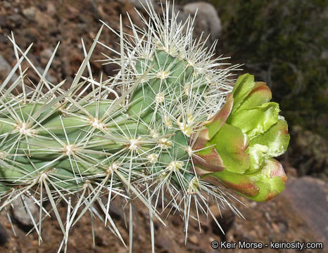 Image de Cylindropuntia ganderi (C. B. Wolf) Rebman & Pinkava