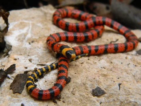 Image of Speckled coral snake