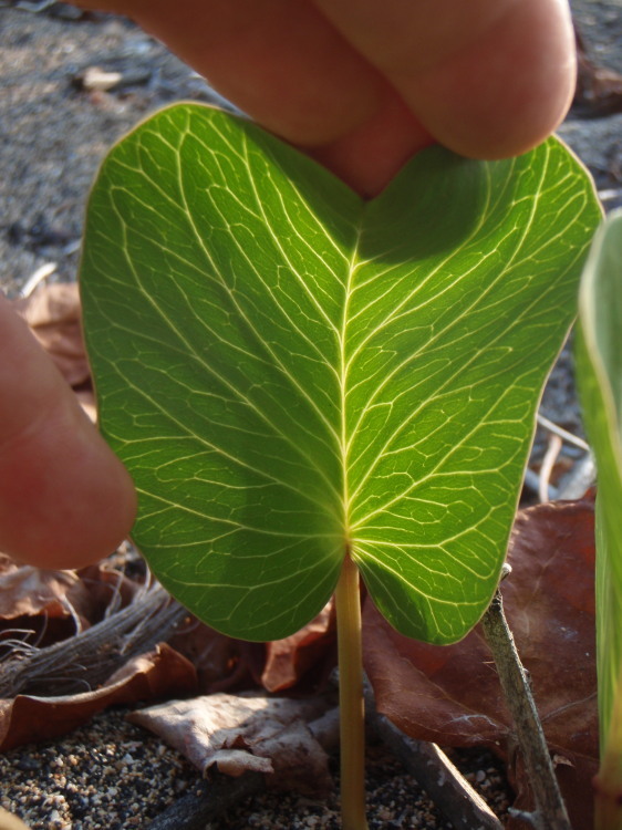 Ipomoea pes-caprae subsp. brasiliensis (L.) Ooststr. resmi