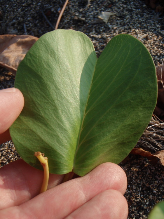 Ipomoea pes-caprae subsp. brasiliensis (L.) Ooststr. resmi