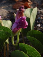 Ipomoea pes-caprae subsp. brasiliensis (L.) Ooststr. resmi