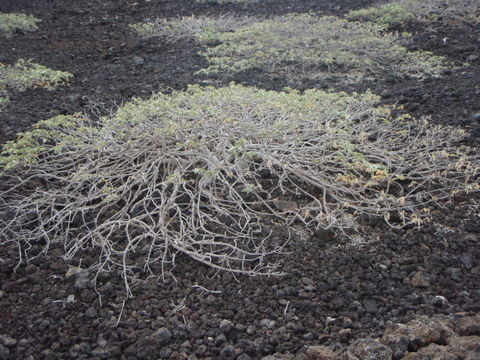 Image of Oahu riverhemp