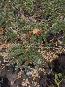 Image of Oahu riverhemp