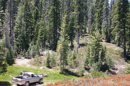 Image of Klamath manzanita