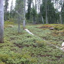 Arctostaphylos klamathensis S. W. Edwards, T. Keeler-Wolf & W. Knight resmi